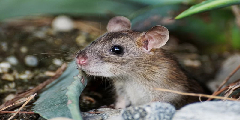 Những thông tin cần biết khi mơ thấy chuột